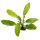 Echinodorus Red Diamond | Topf-Pflanze