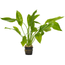 Echinodorus grisebachii Bleherae MP (Mutterpflanze) |...