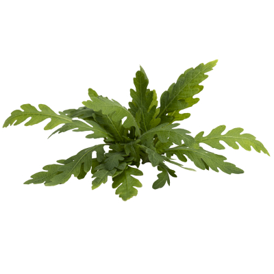 Hygrophila pinnatifida | Topf-Pflanze