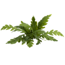 Hygrophila pinnatifida | Topf-Pflanze