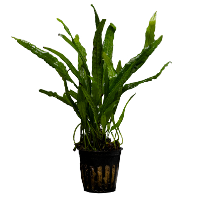 Microsorum Narrow Leaf | Topf-Pflanze
