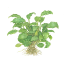 Schismatoglottis prietoi | In-Vitro B-Ware