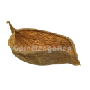 Xixa Schote | Sterculia chicha