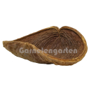 Xixa Schote | Sterculia chicha