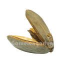 Pinar Schote | Qualea grandiflora