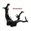 Black Moorwurzel - Spiderwood M/L - ohne Auswahl