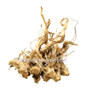 Moorwurzel L | Selected Edition MW-1 | Einzelstück