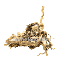 Moorwurzel L | Selected Edition MW-3 | Einzelstück