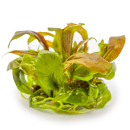 Lysimachia parvifolia ‘Red’ - Kleinblättriger Gilbweiderich | In-Vitro