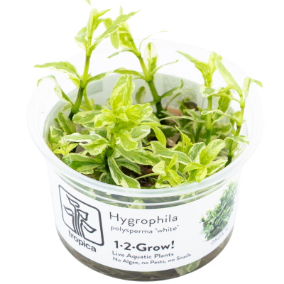 Hygrophila polysperma White - Indischer Wasserfreund | In-Vitro