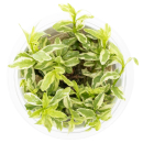 Hygrophila polysperma White - Indischer Wasserfreund | In-Vitro