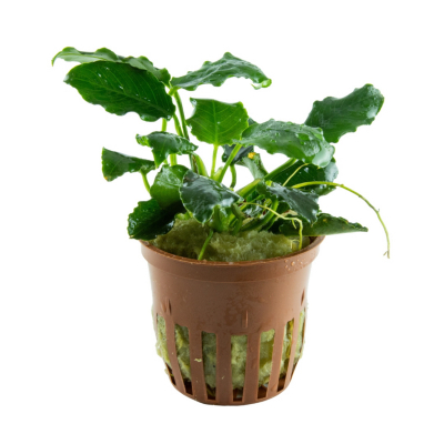 B-Ware | Anubias barteri var. nana ’Kirin’ - Speerblatt Kirin | Topf