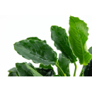 B-Ware | Anubias barteri var. nana ’Kirin’ - Speerblatt Kirin | Topf