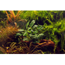 B-Ware | Anubias barteri var. nana ’Kirin’ - Speerblatt Kirin | Topf