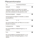 B-Ware | Anubias barteri var. nana ’Kirin’ - Speerblatt Kirin | Topf