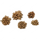Garnelengarten® Star Flowers