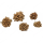 Garnelengarten® Star Flowers