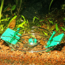 JBL LimCollect | Schneckenfalle