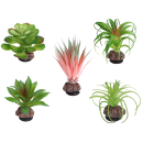 Hobby Terra Succulent - in 5 Varianten