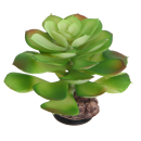 Hobby Terra Succulent 4