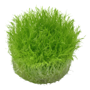 Utricularia graminifolia - Grasblättriger Wasserschlauch | In-Vitro