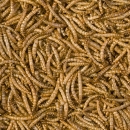 Tropical Meal Worms | getrocknete Mehlwürmer