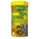 Tropical Meal Worms - Mehlwürmer