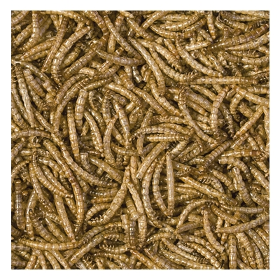 Tropical Meal Worms 250 ml