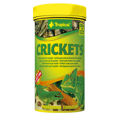 Tropical Crickets - Heimchen
