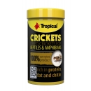 Tropical Crickets | Getrocknete Heimchen