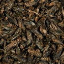 Tropical Crickets | Getrocknete Heimchen