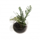 Plant Pot - Pflanzentopf Glas