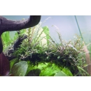 Hygrophila pinnatifida - Fiederspaltiger Wasserfreund | In-Vitro