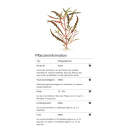 Hygrophila pinnatifida - Fiederspaltiger Wasserfreund | In-Vitro