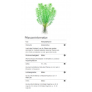 Myriophyllum Guyana - Guyana Tausendblatt | In-Vitro
