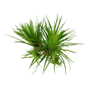 Eriocaulon cinereum | In-Vitro