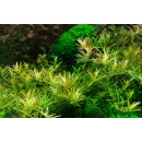 Rotala Vietnam Hra | In-Vitro