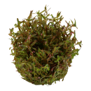 Rotala Vietnam Hra | In-Vitro