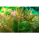 Rotala Vietnam Hra | In-Vitro