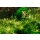 Rotala Vietnam Hra | In-Vitro