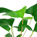 Anubias gracilis - Efeublättriges Speerblatt