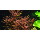 Rotala macrandra - Dichtblättrige Rotala - B-Ware