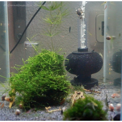 UPETTOOLS Bio-Schwamm Filterschwamm Für Aquarium – BT302 Ersatz, 3 Stück, Für Mechanische & Biologische Filterung