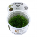 Riccia fluitans - Teichlebermoos - B-Ware