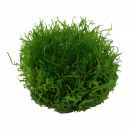 Riccia fluitans - Teichlebermoos - B-Ware