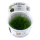 Riccia fluitans - Teichlebermoos - B-Ware