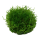 Riccia fluitans - Teichlebermoos - B-Ware