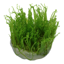 Taxiphyllum Taiwan Moss - Taiwanmoos | In-Vitro