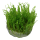 Taxiphyllum Taiwan Moss - Taiwanmoos | In-Vitro