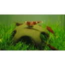 Aqua Nova Shrimp Star